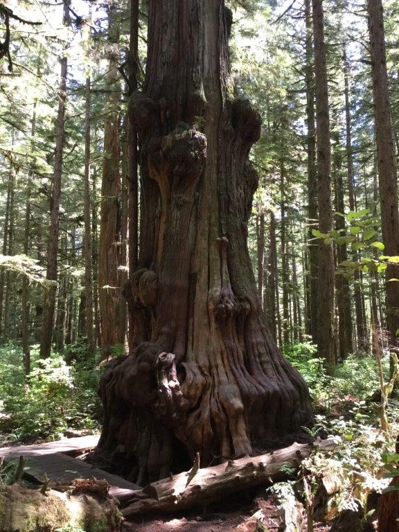 Avatar Grove Hiking Trails